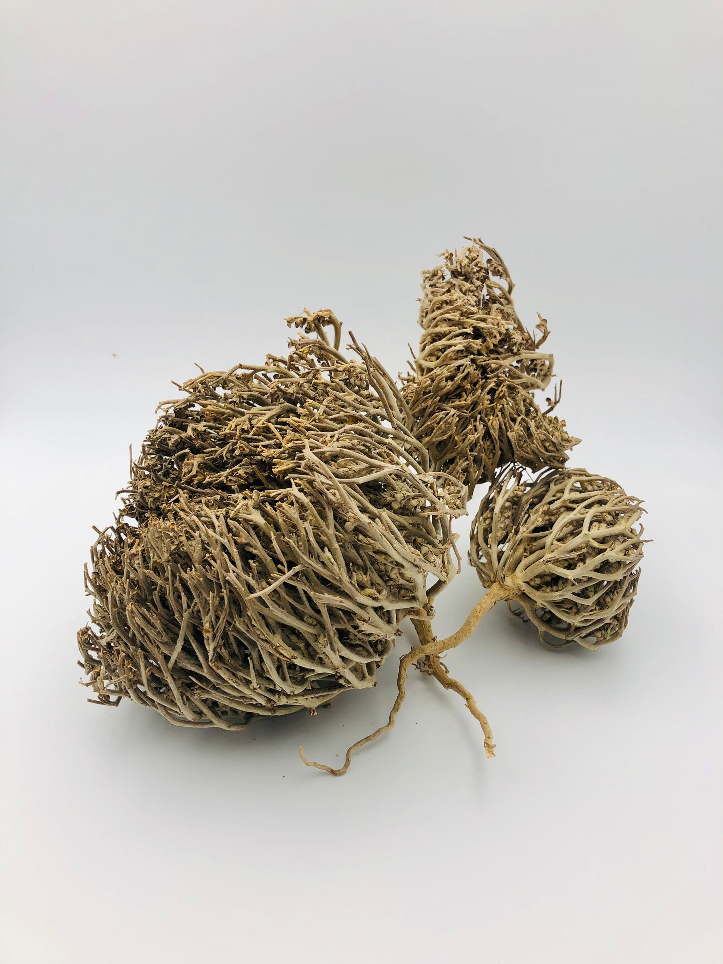 50 g – Rose de Jéricho – Odeur Originale Très prononcée