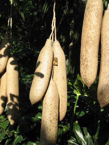 100 g – Fruit Kigelia Africana découpé & séché – 100% naturel – Pour Alimentation & soins