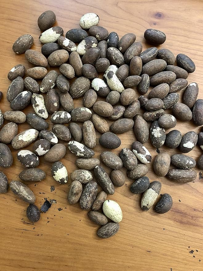 20 noix de petits Cola - Bitter Cola - Qualité supérieure