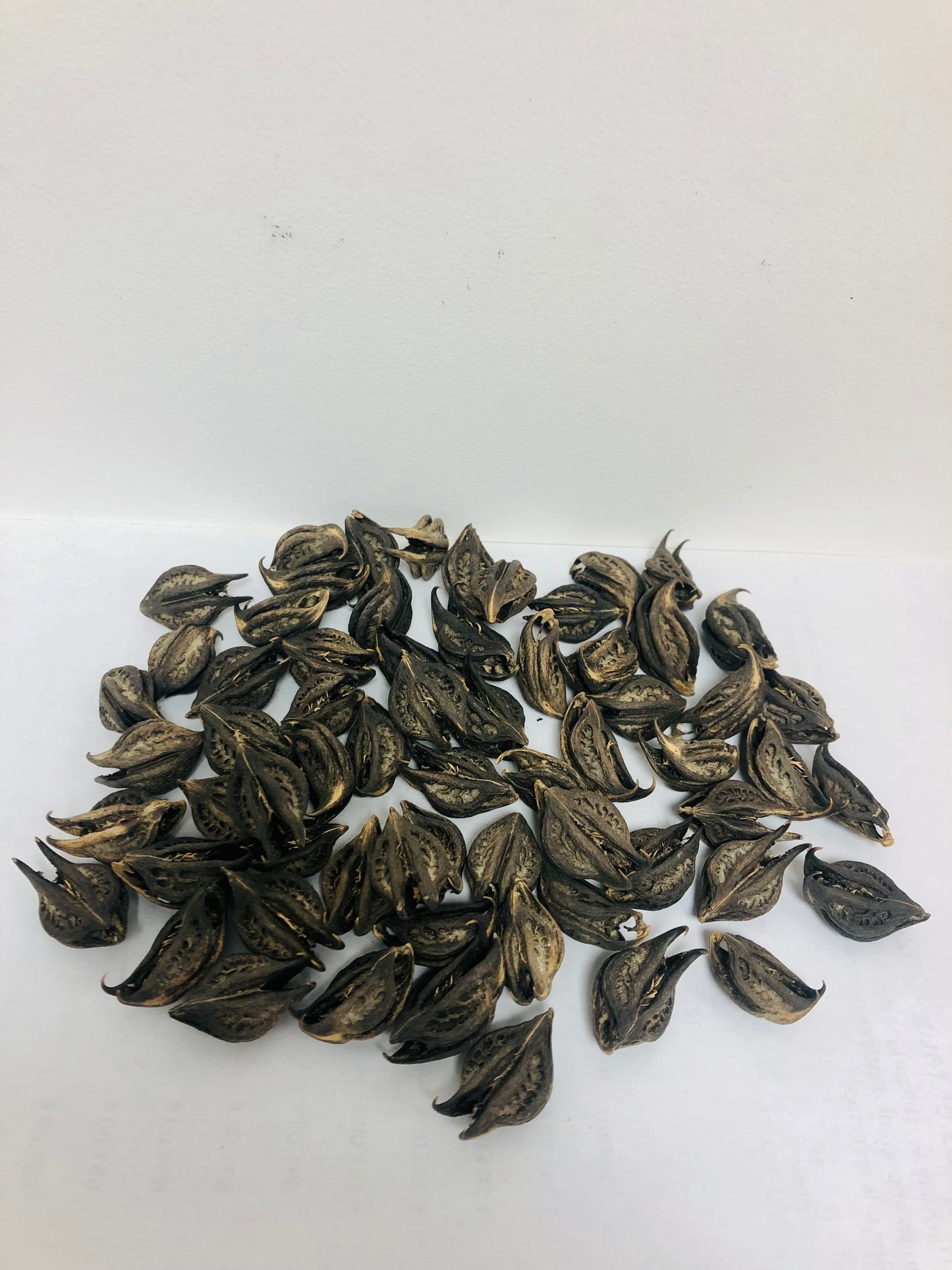 25 Unités - Griffes de Lion Séchées - Bicorne - Warabassoni, Produit 100% Naturel